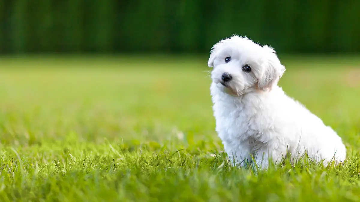 Cute puppy of the Coton de Tuléar sitting in the grass.