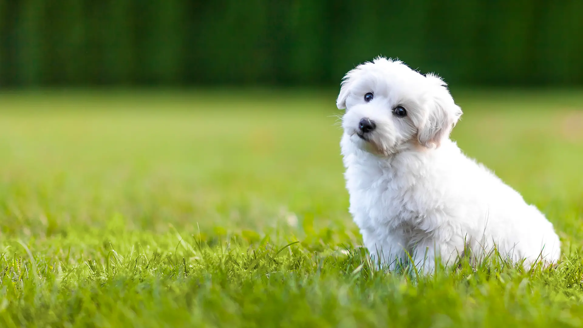 Cute puppy of the Coton de Tuléar sitting in the grass.