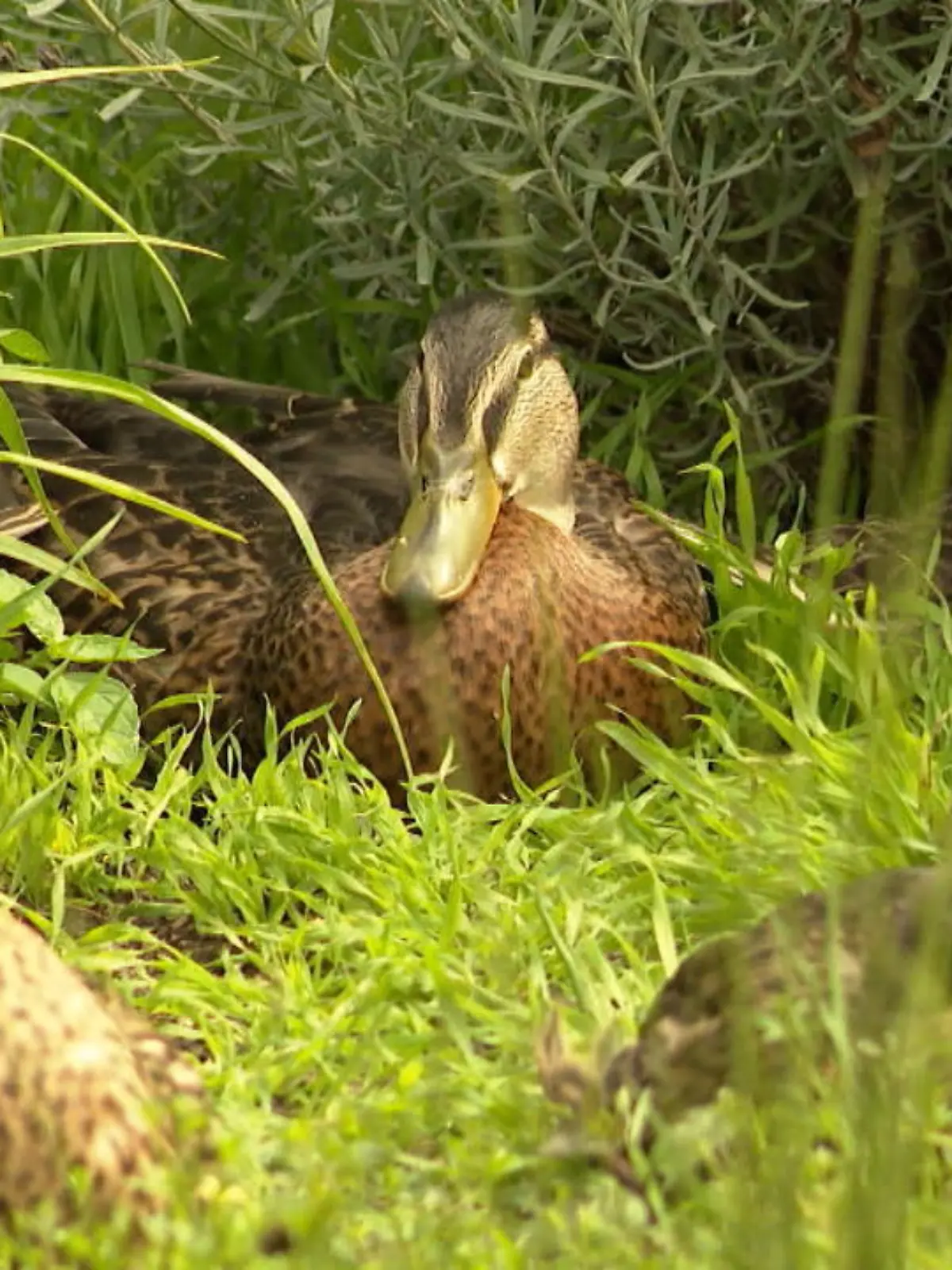 Bild zu: "Familie hilft Enten täglich zum Park"