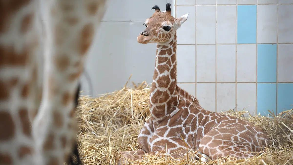 Giraffen-Junges Carlo liegt am Sonntag (18.04.2010) im Giraffenhaus des Nürnberger Zoos hinter seiner Mutter Kibali im Stroh. Vor mehr als einem Jahr musste im Nürnberger Tiergarten Giraffenbulle Charly eingeschläfert werden - posthum ist Charly nun Vater geworden. Giraffe Kibali brachte am 8. April ein gesundes Junges namens Carlo zur Welt. Foto: David Ebener dpa/lby +++(c) dpa - Bildfunk+++