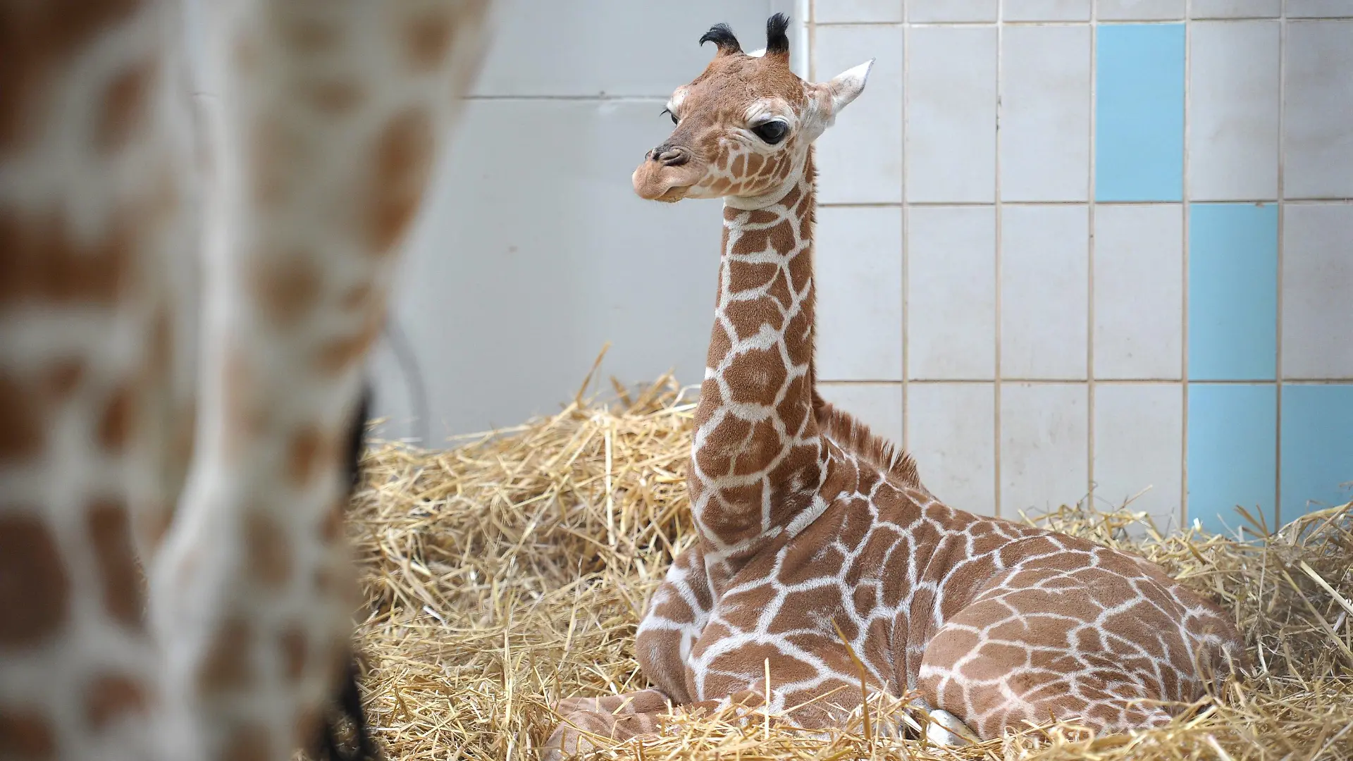 Giraffen-Junges Carlo liegt am Sonntag (18.04.2010) im Giraffenhaus des Nürnberger Zoos hinter seiner Mutter Kibali im Stroh. Vor mehr als einem Jahr musste im Nürnberger Tiergarten Giraffenbulle Charly eingeschläfert werden - posthum ist Charly nun Vater geworden. Giraffe Kibali brachte am 8. April ein gesundes Junges namens Carlo zur Welt. Foto: David Ebener dpa/lby +++(c) dpa - Bildfunk+++