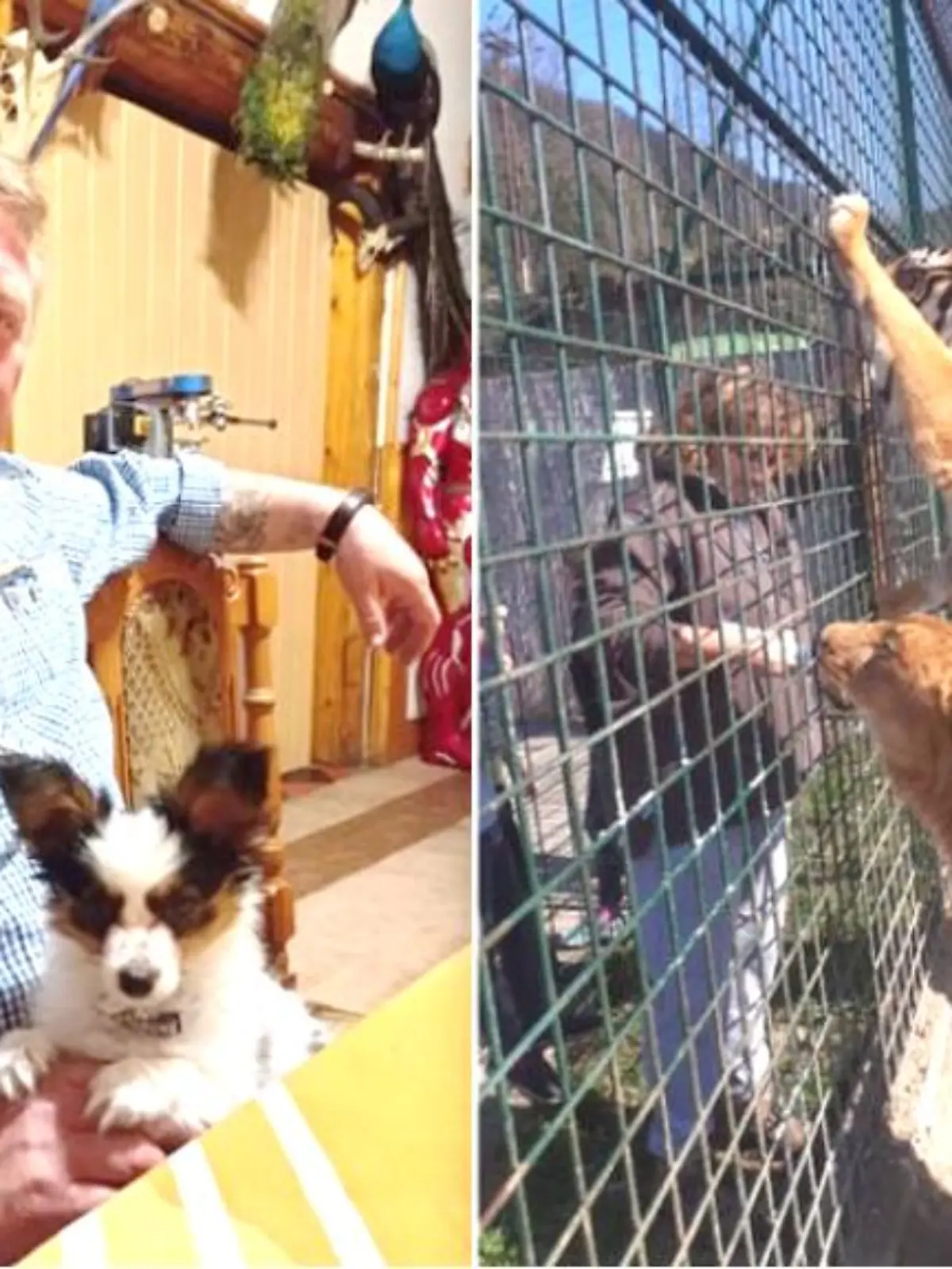 Der fragwürdige Geschäftsmann Jozef B. (†56) wurde tot in einem Löwenkäfig seines Privatzoos in der Slowakei aufgefunden.  (Fotos: Facebook/Jozef Bajanek)