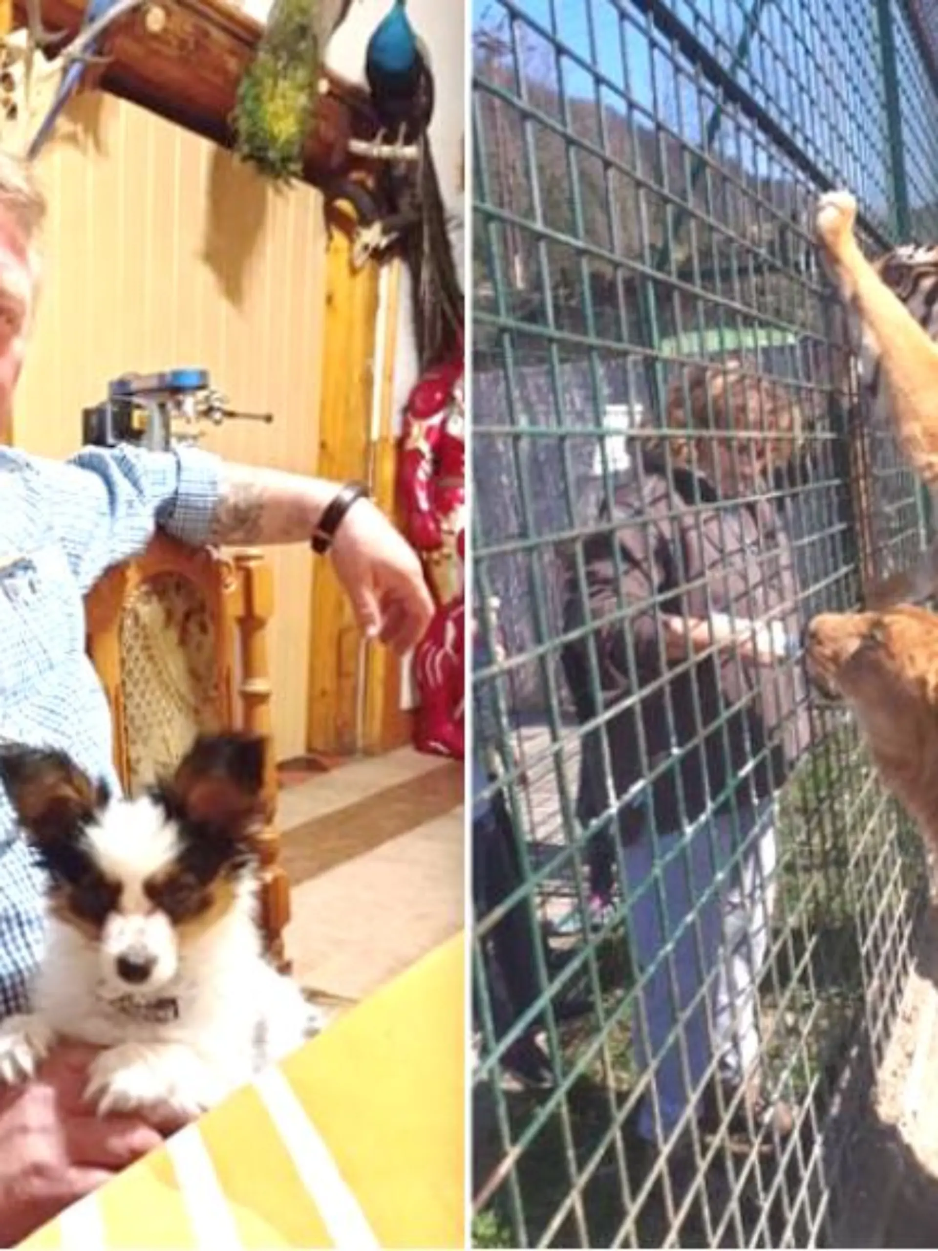 Der fragwürdige Geschäftsmann Jozef B. (†56) wurde tot in einem Löwenkäfig seines Privatzoos in der Slowakei aufgefunden.  (Fotos: Facebook/Jozef Bajanek)