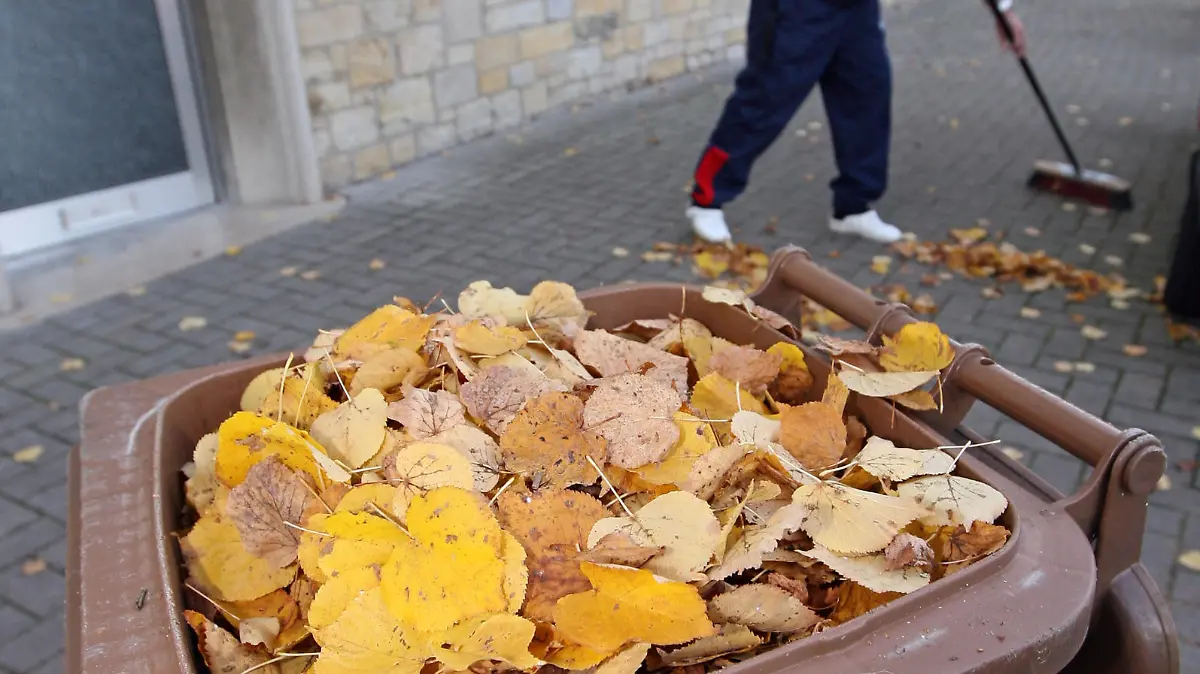 Herbstlaub ist am Dienstag (14.10.2008) in Osnabrück von einem Mann in eine braune Mülltonne gefüllt worden. Foto: Friso Gentsch  +++(c) dpa - Report+++