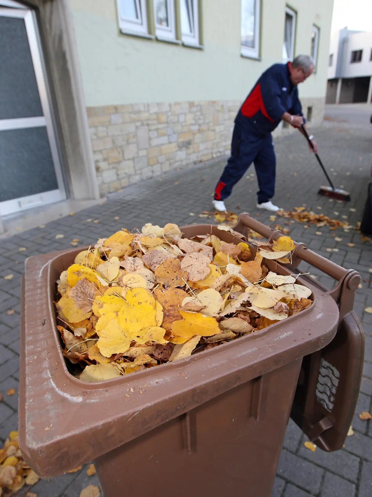 Herbstlaub ist am Dienstag (14.10.2008) in Osnabrück von einem Mann in eine braune Mülltonne gefüllt worden. Foto: Friso Gentsch  +++(c) dpa - Report+++