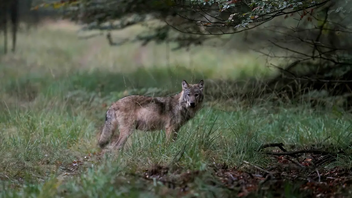 Ein Wolf in der Veluwe: Ein seltener Anblick eines Rudels in den Niederlanden. (Archiv)