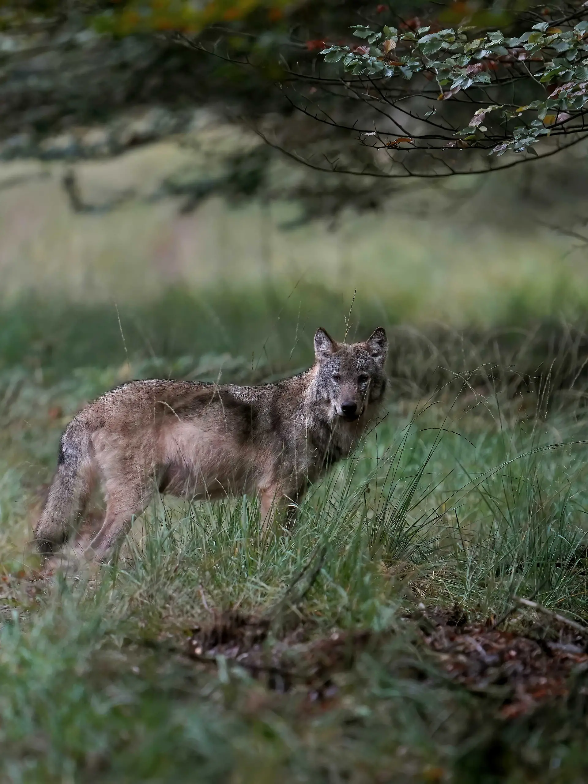Bild zu: "Doppelter Wolfsangriff auf Joggerin! Mutige Zeugen vertreiben das Raubtier"