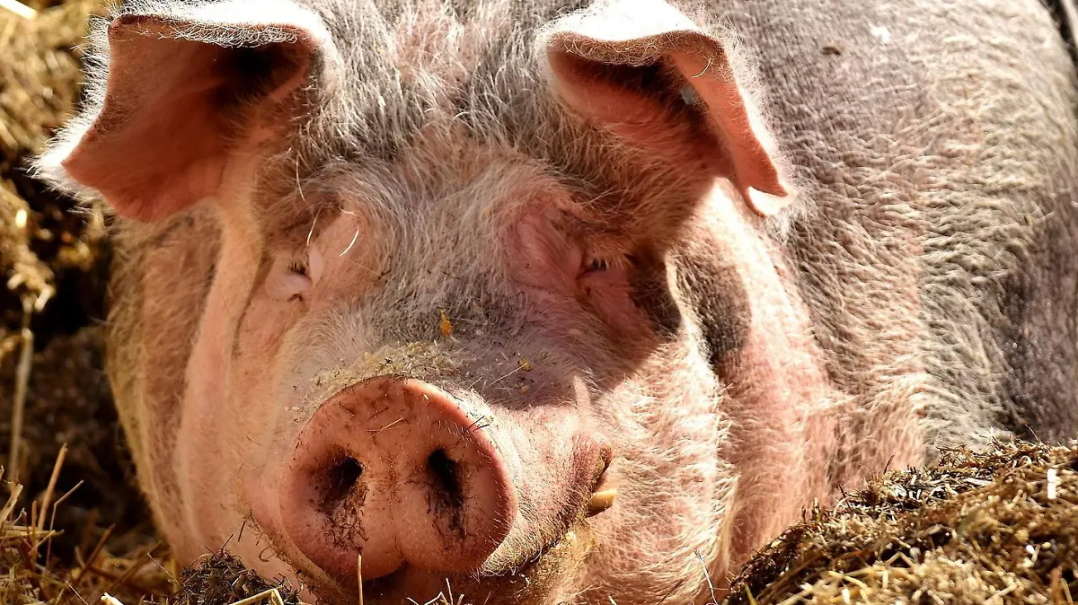 In Garrel im Landkreis Cloppenburg sind 250 tote Schweine in einem Stall entdeckt worden.