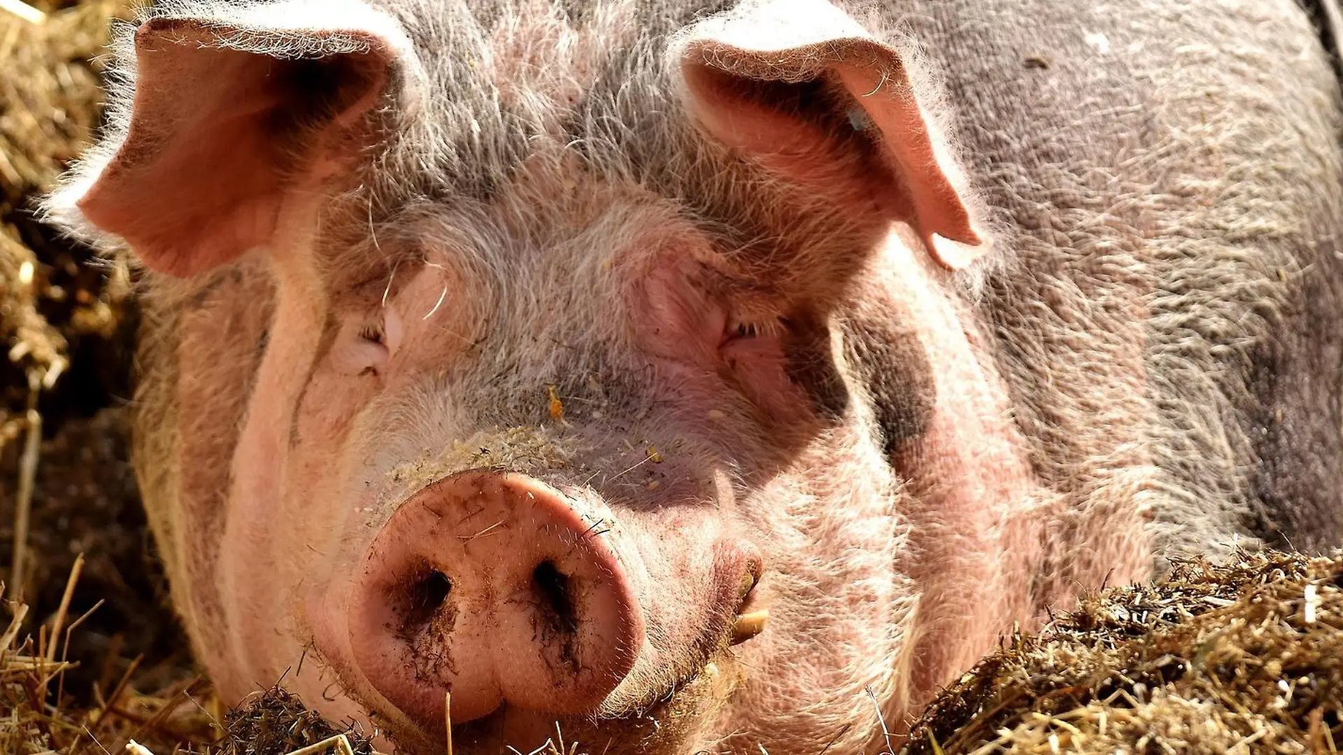 In Garrel im Landkreis Cloppenburg sind 250 tote Schweine in einem Stall entdeckt worden.