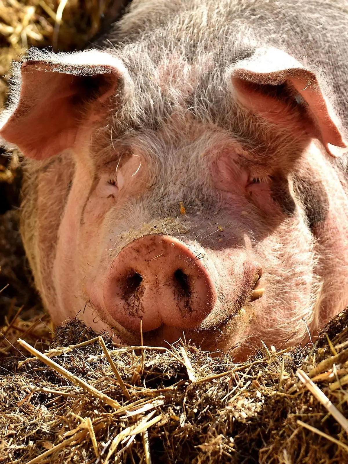 In Garrel im Landkreis Cloppenburg sind 250 tote Schweine in einem Stall entdeckt worden.