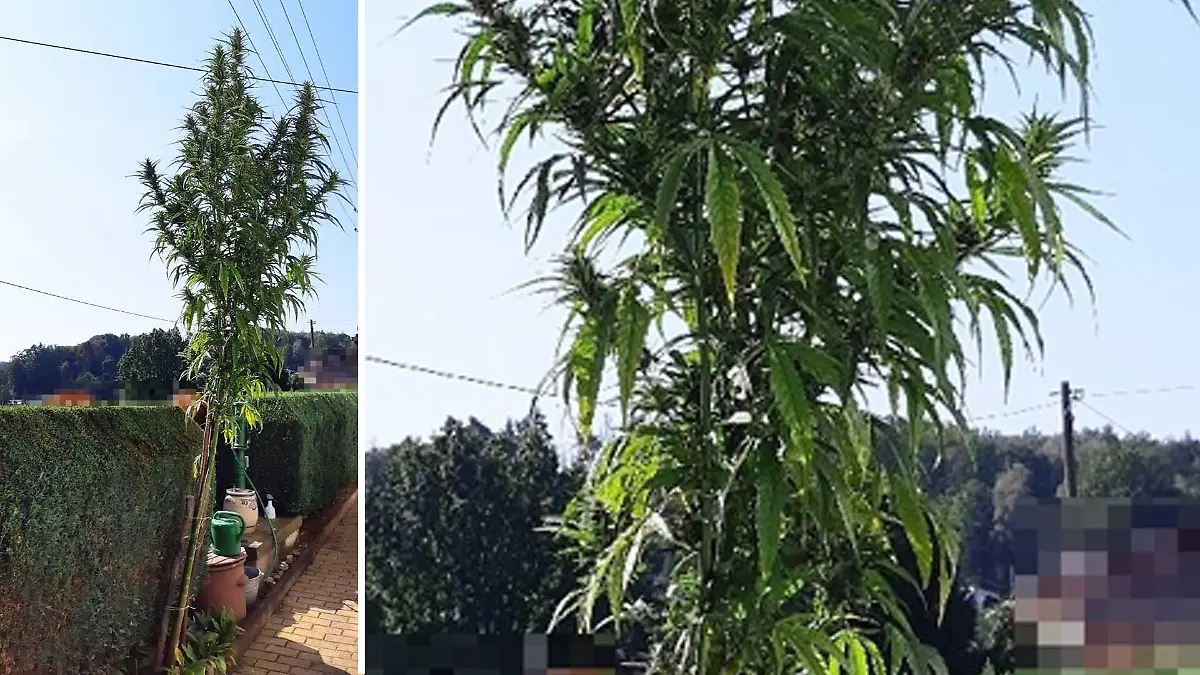 Diese vier Meter hohe Cannabis-Pflanze hat ein Rentner aus Sachsen im Vorgarten angepflanzt.