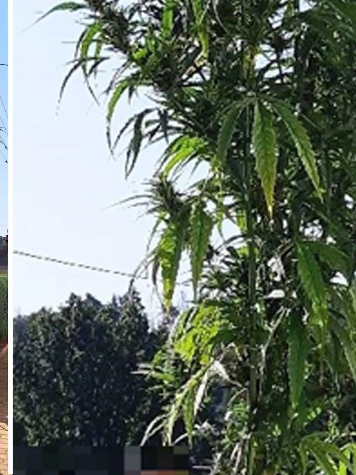 Diese vier Meter hohe Cannabis-Pflanze hat ein Rentner aus Sachsen im Vorgarten angepflanzt.