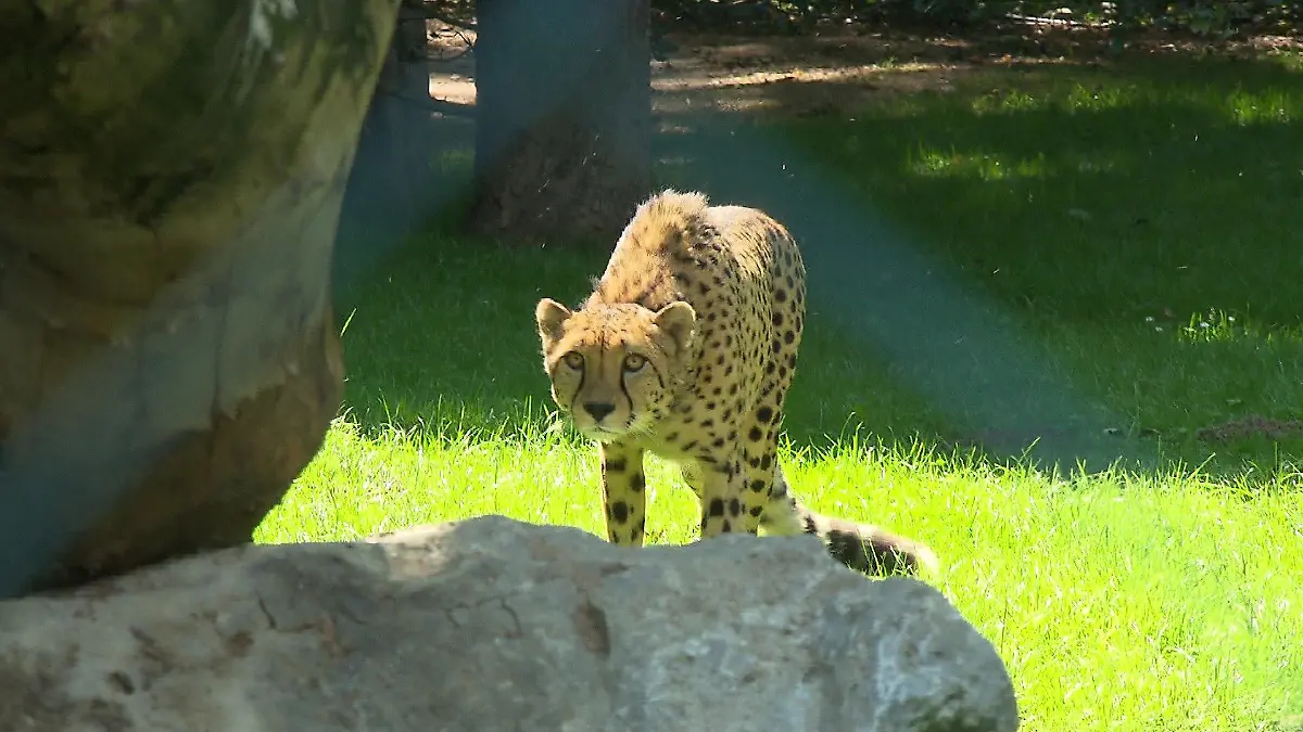 Gepard im Opel-Zoo