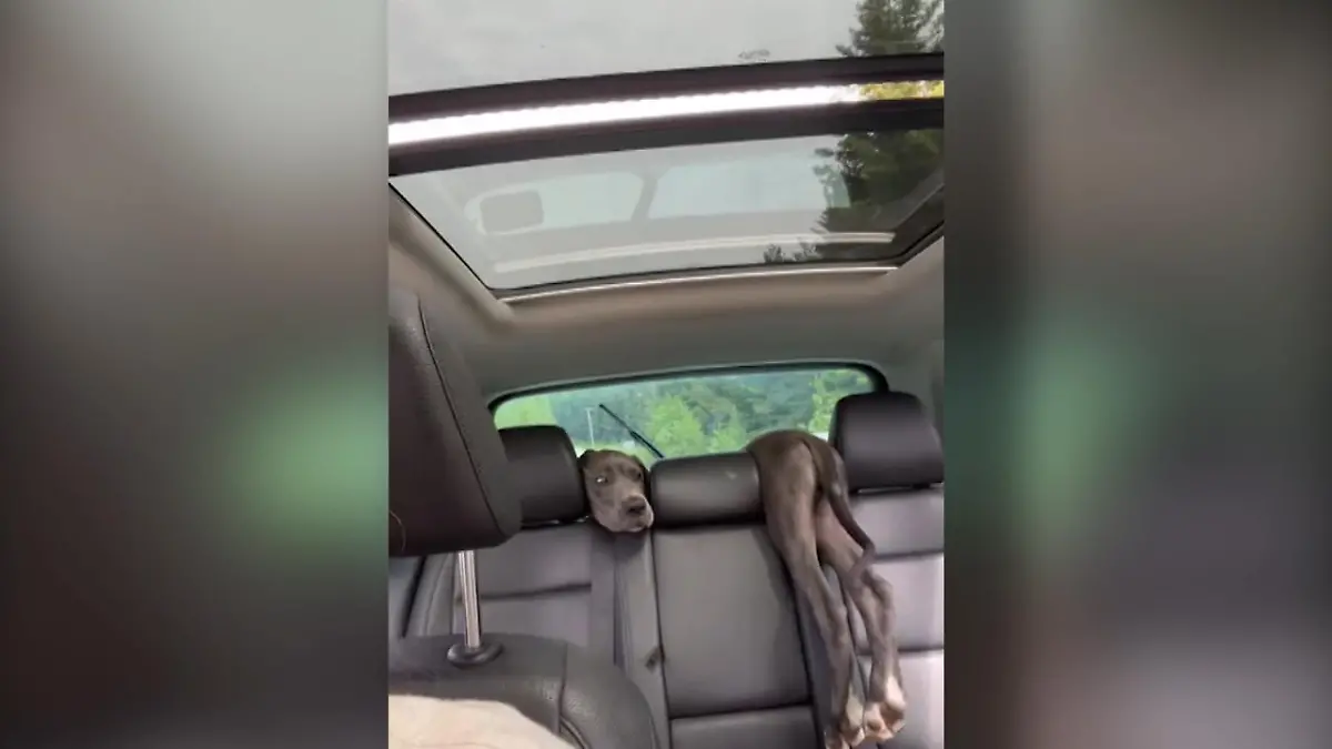 Wie viele Doggen verstecken sich hier? Optische Täuschung!