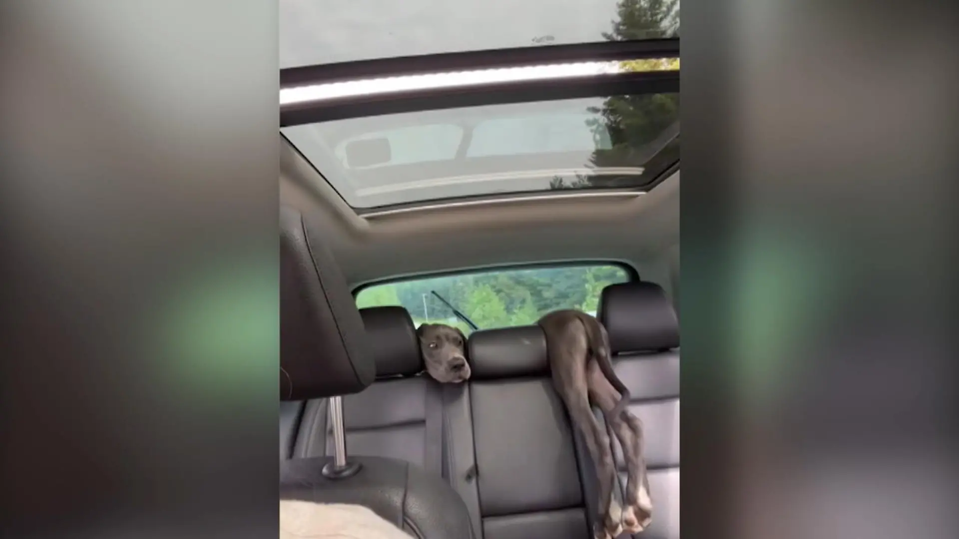 Wie viele Doggen verstecken sich hier? Optische Täuschung!