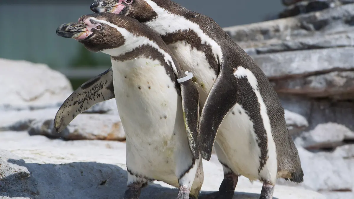 Die Pinguine Aurora und Olli kuscheln am 23.04.2015 bei sonnigem Wetter auf der Pinguin-Felsenanlage im Ozeaneum in Stralsund (Mecklenburg-Vorpommern). Insgesamt leben zehn Humboldt-Pinguine in der Anlage. Am 25.04.2015 ist Weltpinguintag. Die vor allem in der Antarktis beheimateten Seevögel leiden unter den Folgen von Klimawandel und Überfischung der Meere. Foto: Stefan Sauer/dpa +++(c) dpa - Bildfunk+++