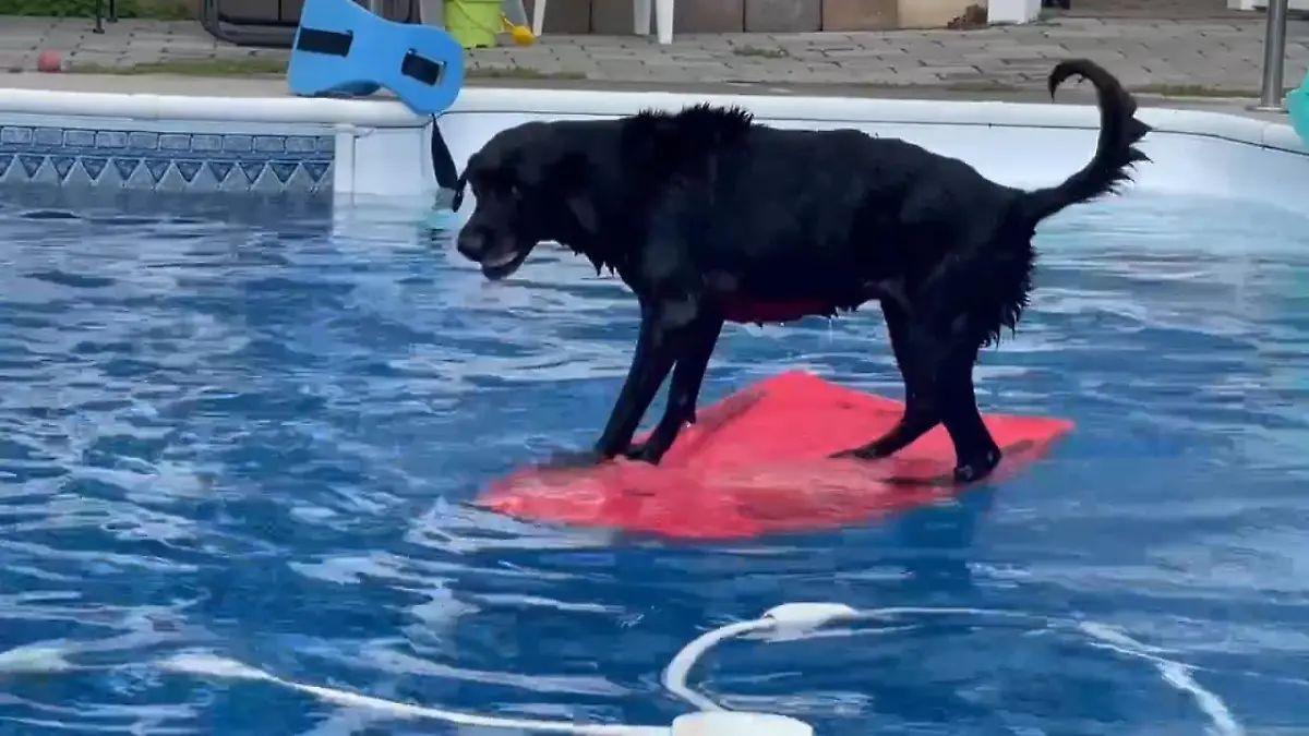 Wie ein Profi: Hündin Abby surft durch Pool Neues Zuhause, neues Glück