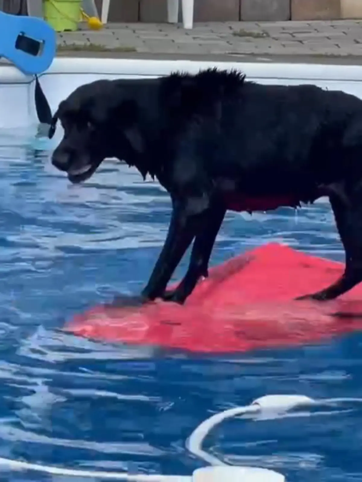 Bild zu: "Wie ein Profi: Hündin Abby surft durch Pool"