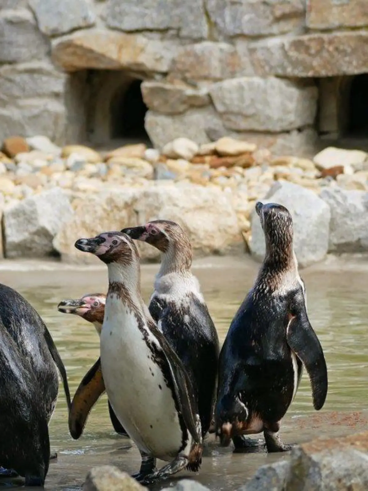 Pinguin-Sterben