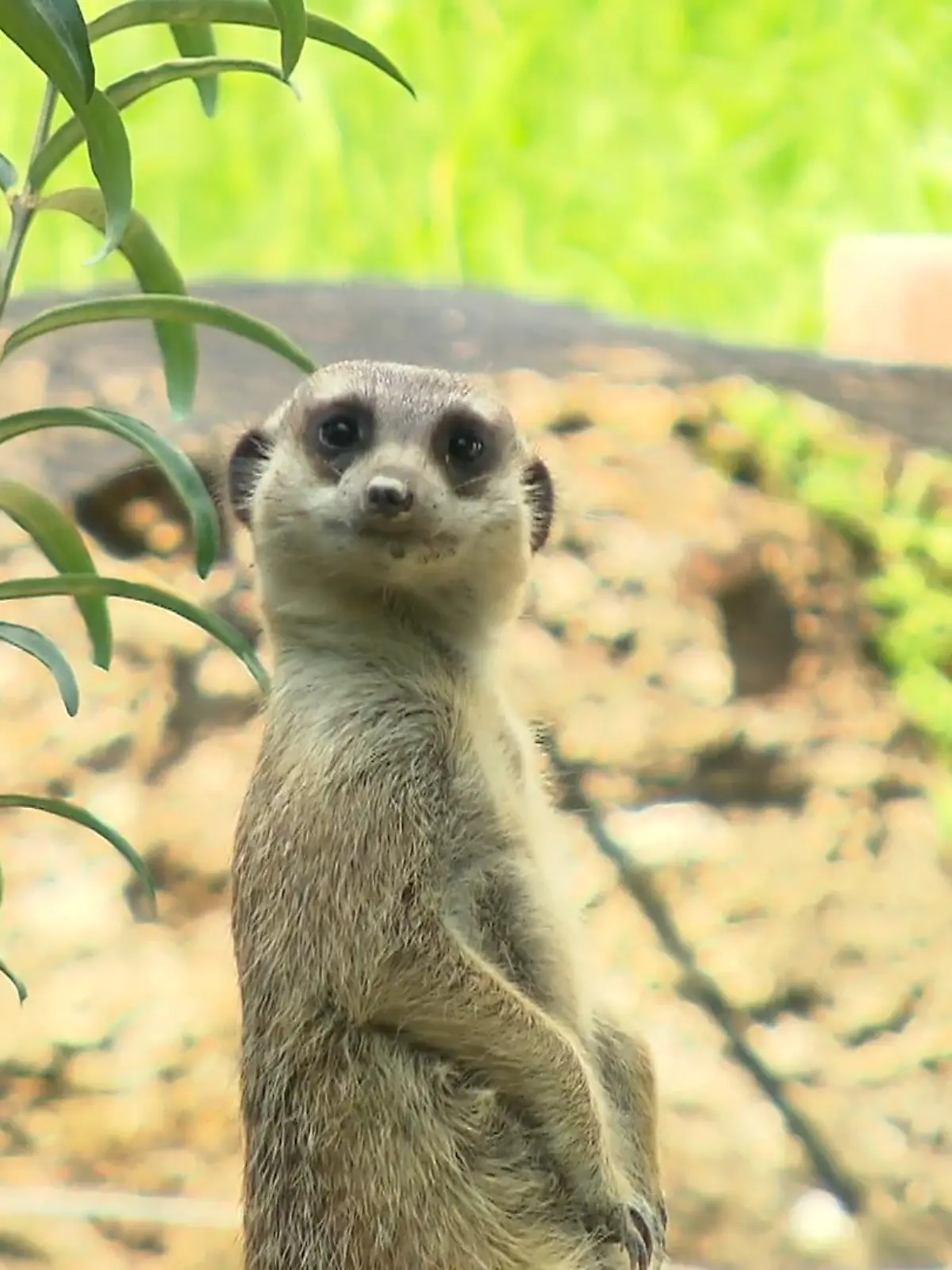 Es herrscht Feierstimmung in Kronberg, denn der Opel-Zoo zelebriert sein 65. Jubiläum. Einst wurde er als Freigehege für Tierforschung und zur Erhaltung der Artenvielfalt gegründet, mittlerweile ist er das Zuhause für rund 1.600 Tiere aus allen Kontinenten. Zur Feier des Tages werfen wir einen Blick hinter die Kulissen des Zoos.