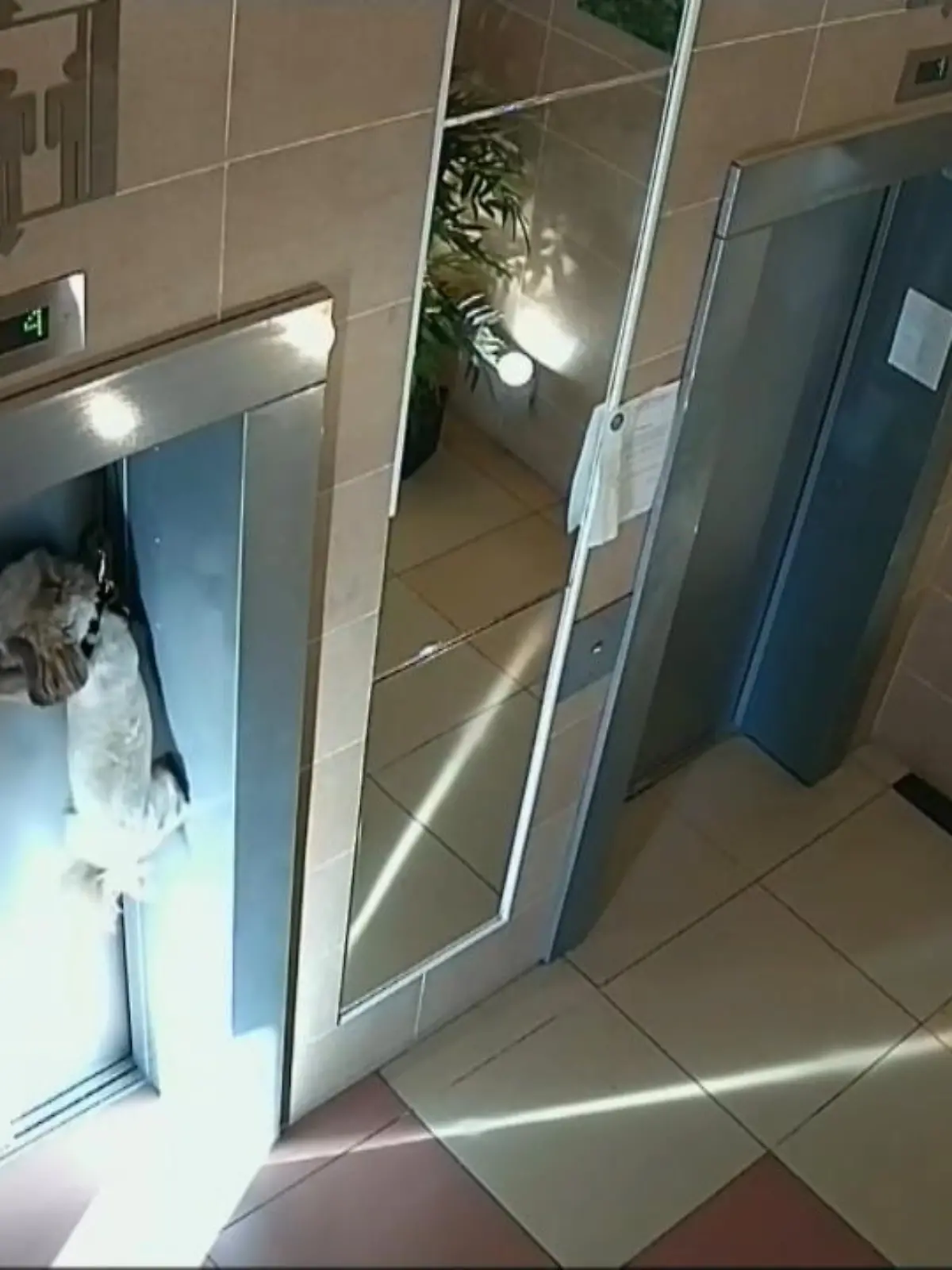 Bild zu: "Hund beinahe durch Aufzug stranguliert"