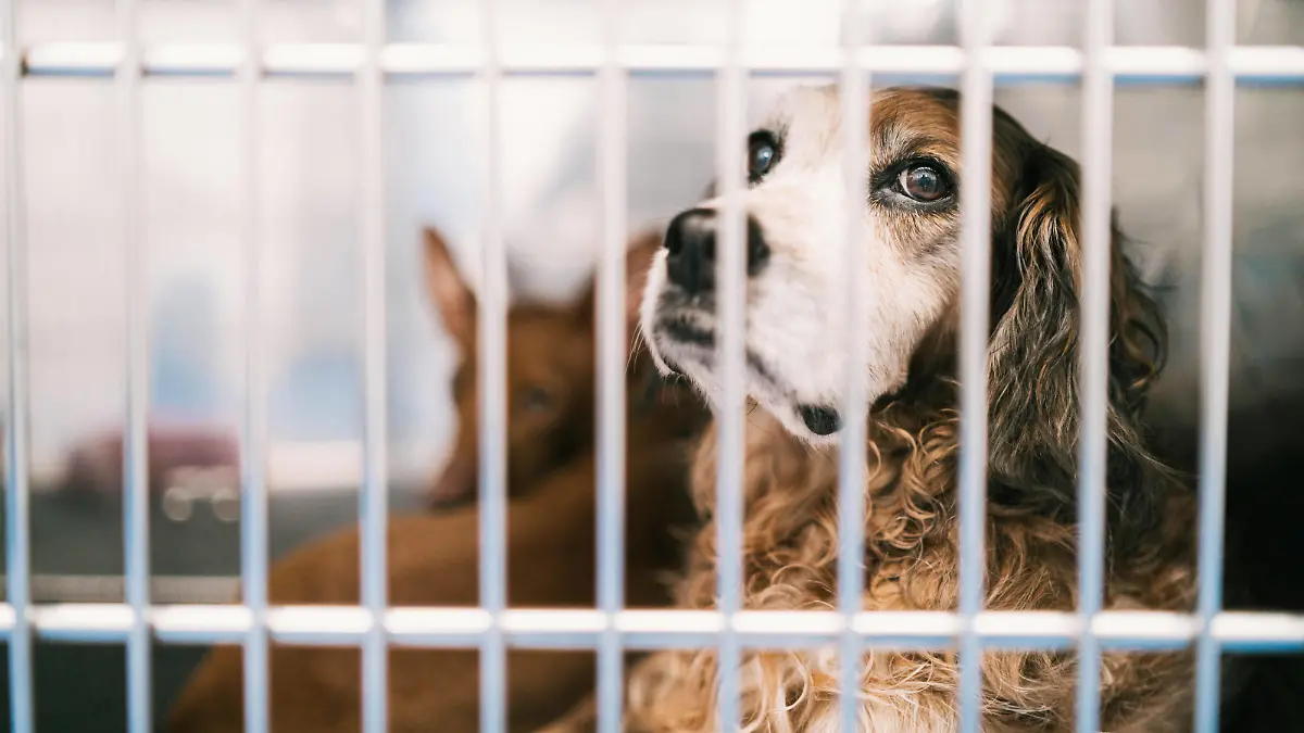 hund,tierklinik,hunde *** dog,animal clinic, veterinary hospital,dogs,animal clinics 539-kp6
