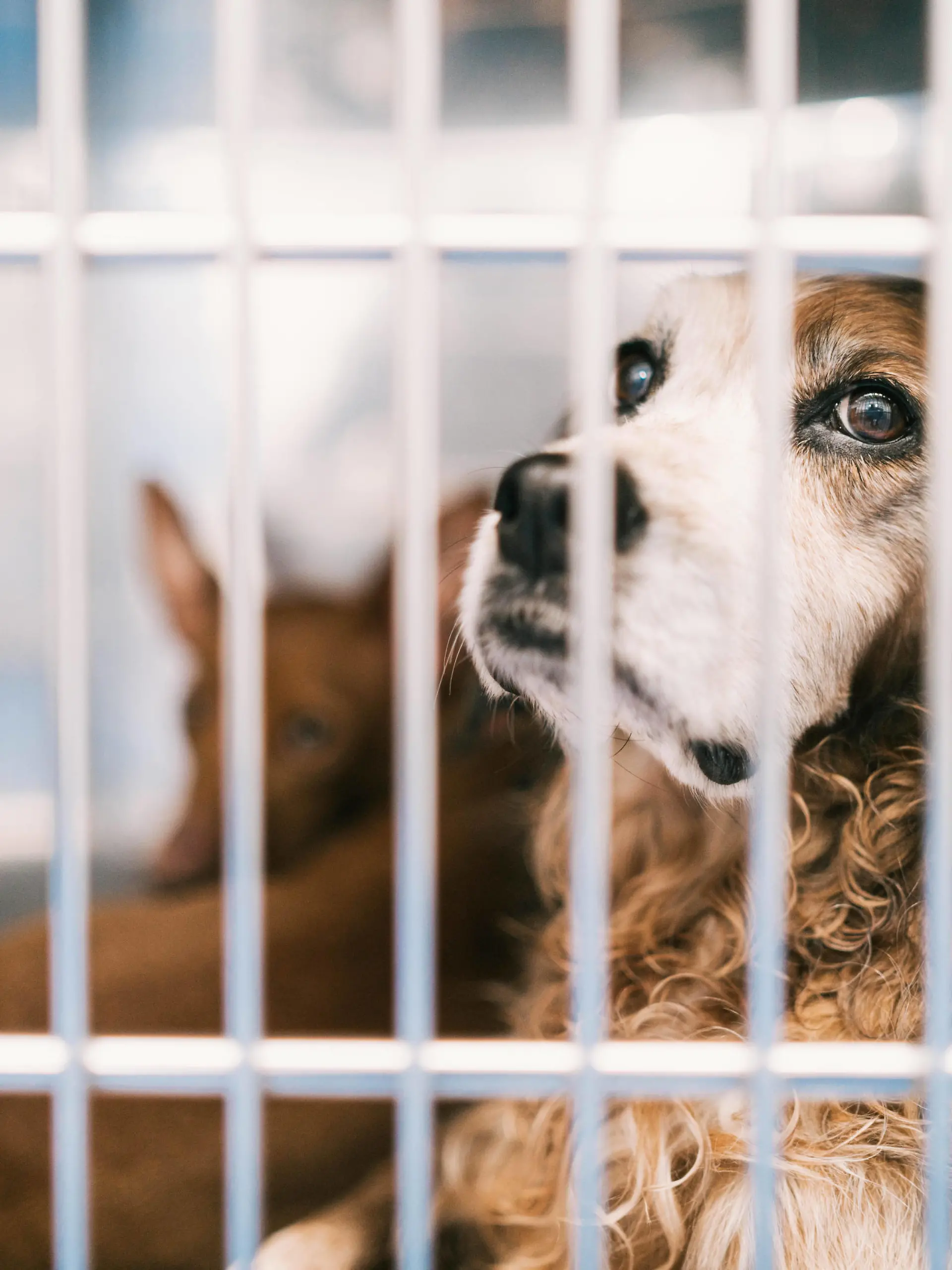 hund,tierklinik,hunde *** dog,animal clinic, veterinary hospital,dogs,animal clinics 539-kp6
