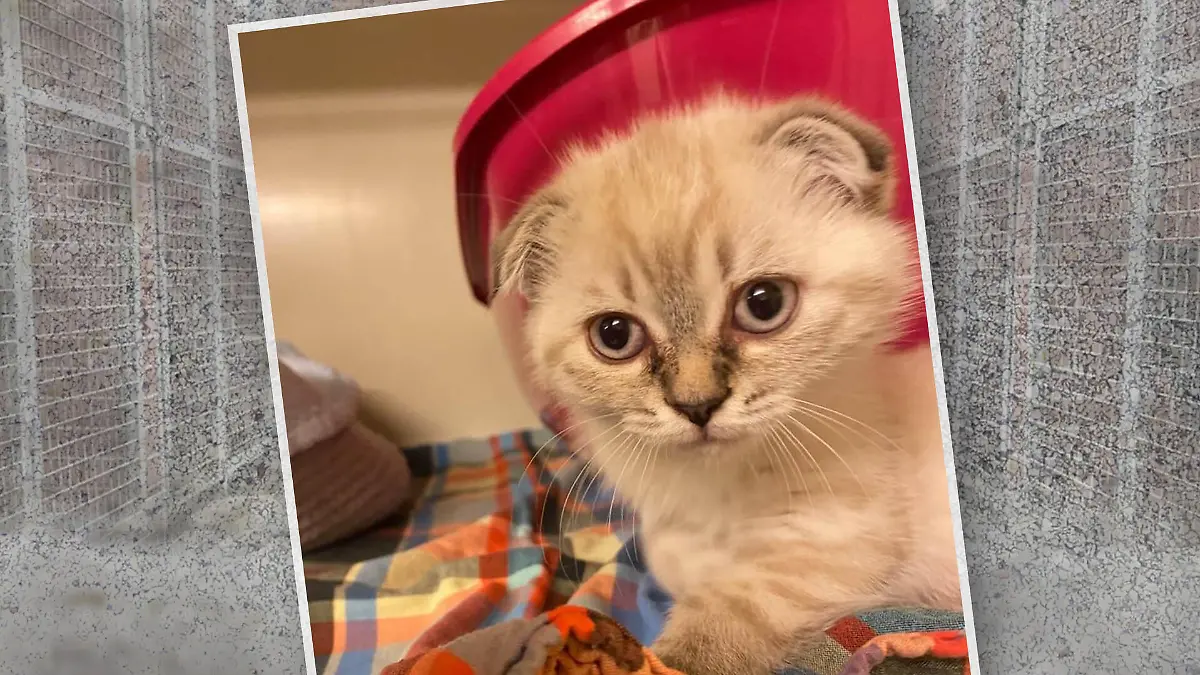 TEASER_eBAY-FEHLKAUF_Katze_mit_Knickohr_Tierheim
THEMA: Knickohriger eBay-Fehlkauf: Frau schiebt Kaetzchen Lexi ins Tierheim ab
