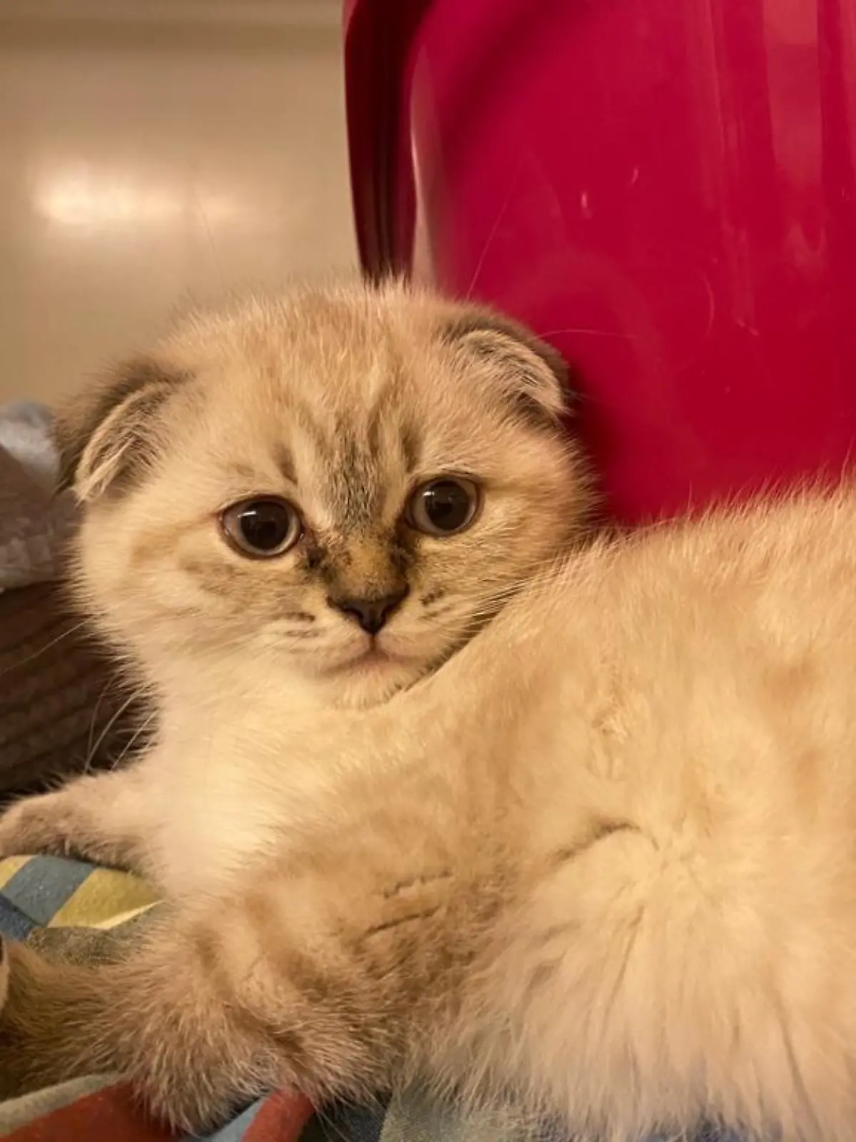 Eine Scottish Fold Rassekatze im Tierheim Köln-Dellbrück.