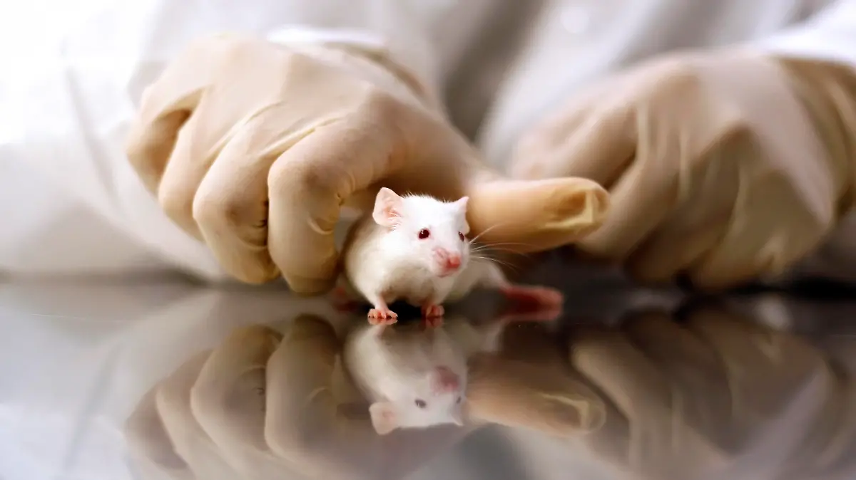 Ein Wissenschaftler hält eine Maus in seinen Händen.