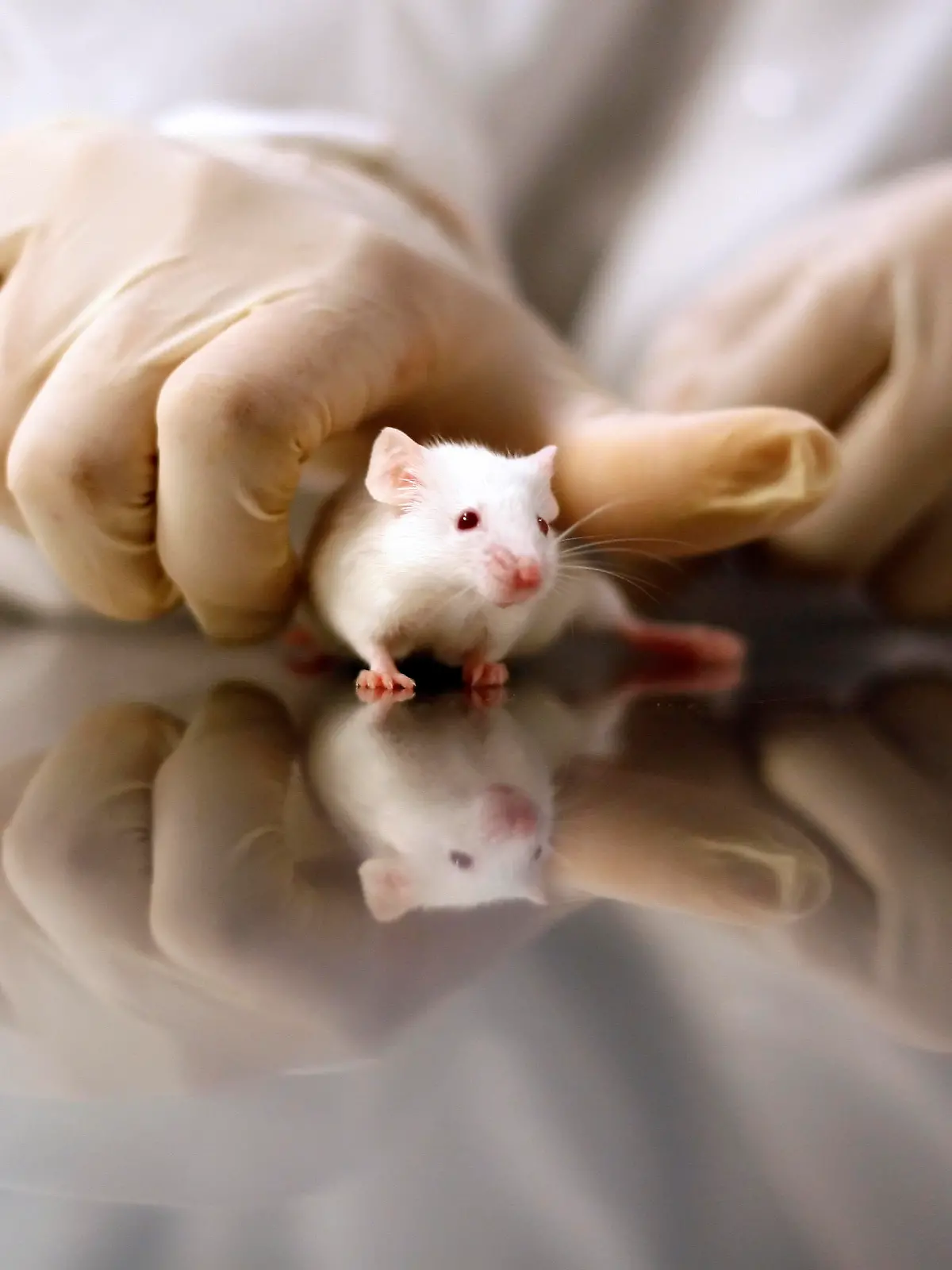 Ein Wissenschaftler hält eine Maus in seinen Händen.