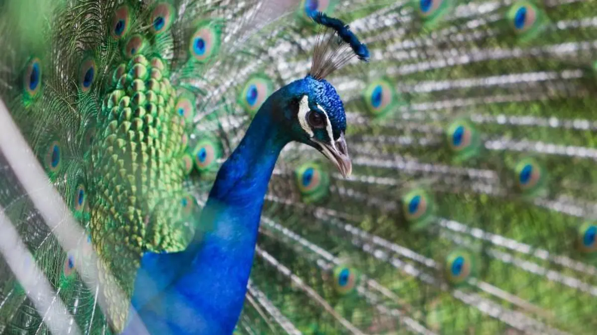 Blauer Pfau