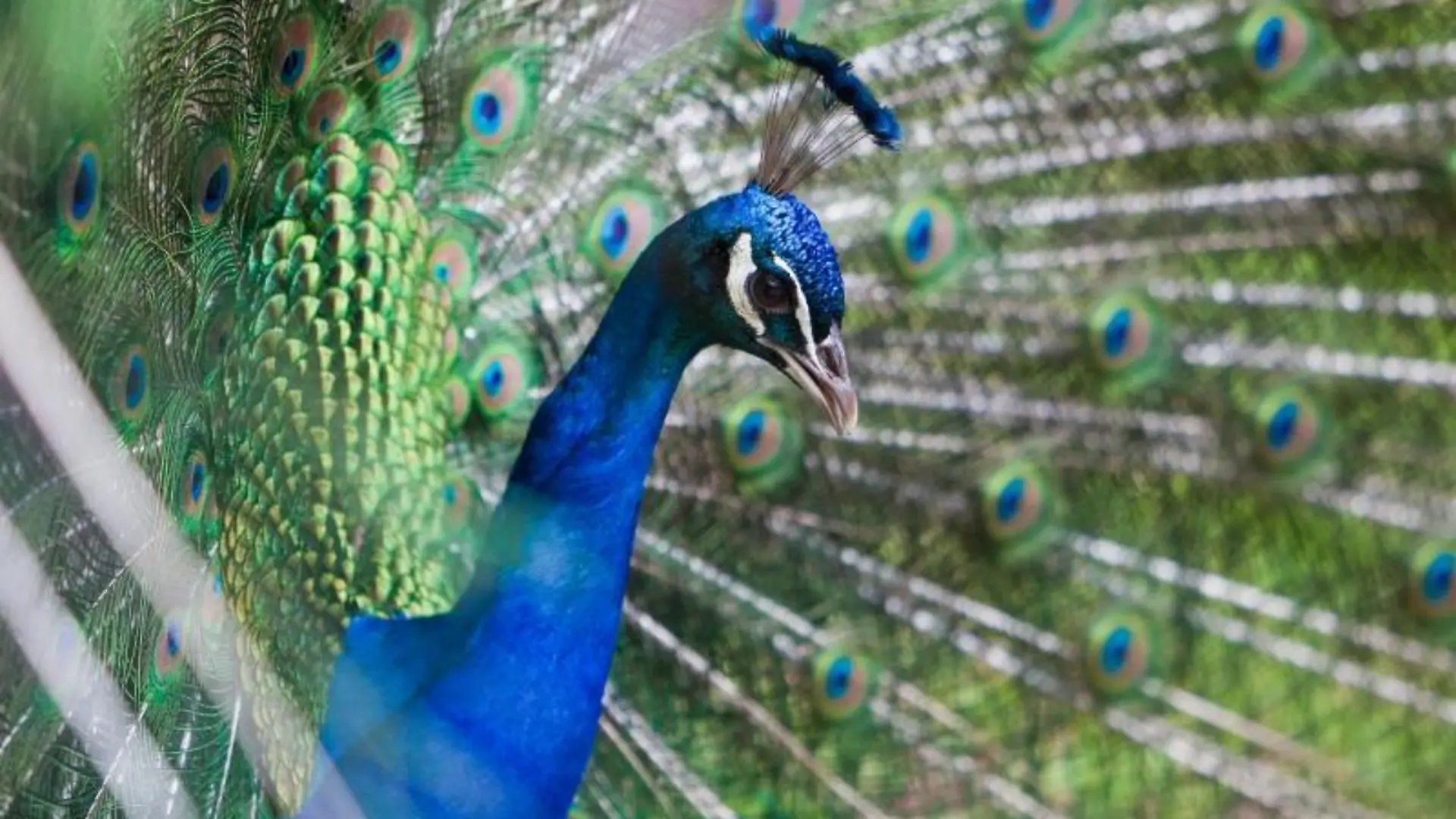 Blauer Pfau