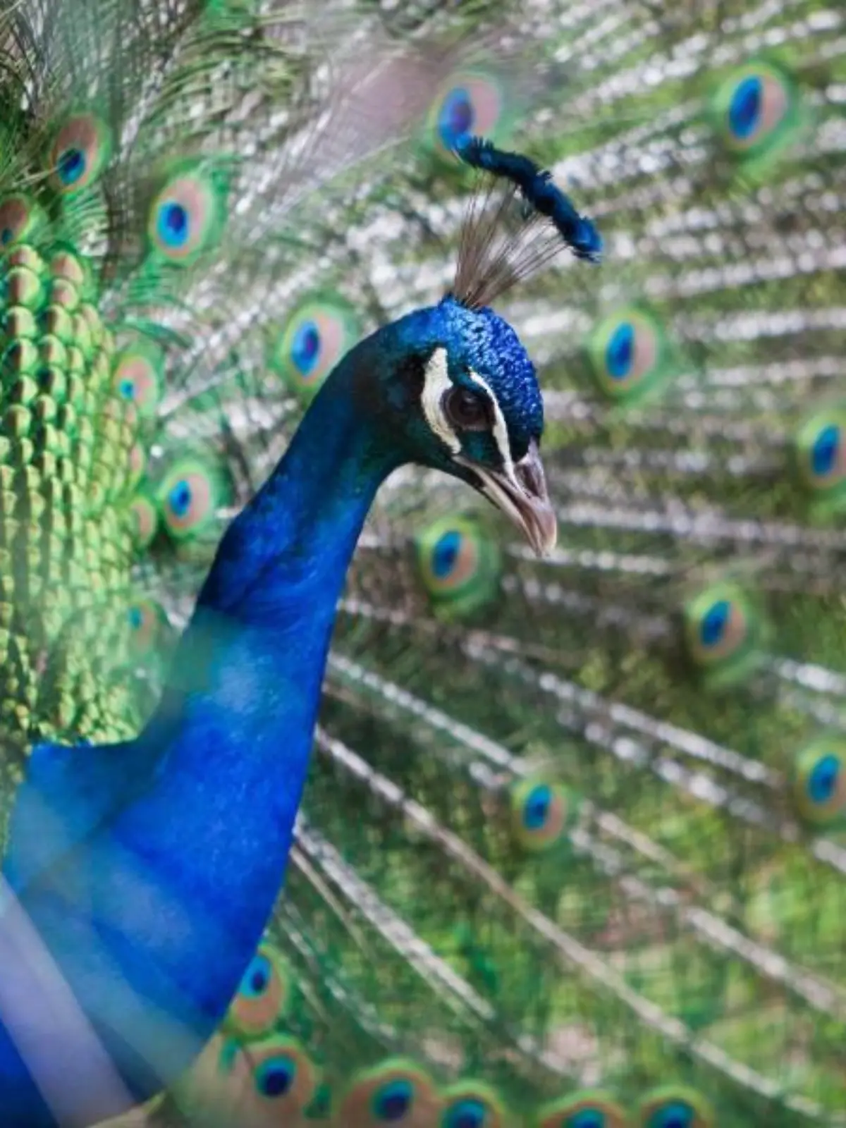Blauer Pfau