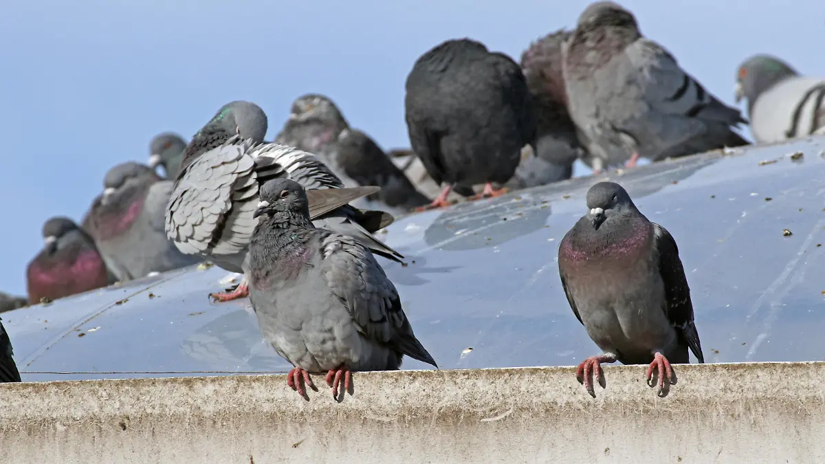 Ungeliebte Straßentauben im Siedlungsraum Straßentauben versammeln sich auf einem Dach *** Unloved street pigeons in the settlement area Street pigeons gather on a roof