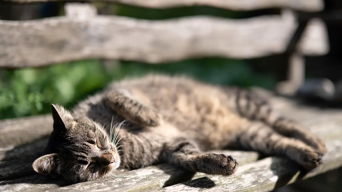 21.08.2021, Hessen, Frankfurt/Main: Eine Katze sonnt sich auf einer Holzbank. Foto: Sebastian Gollnow/dpa +++ dpa-Bildfunk +++