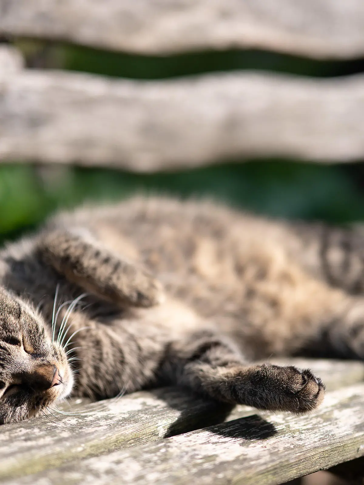 21.08.2021, Hessen, Frankfurt/Main: Eine Katze sonnt sich auf einer Holzbank. Foto: Sebastian Gollnow/dpa +++ dpa-Bildfunk +++