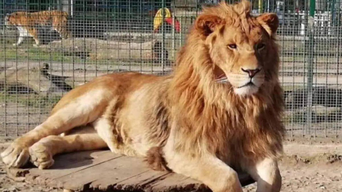 Auf dem Gelände wurden mehrere Löwen und Tiger beschlagnahmt. (Foto: Instagram/rancpriziline)