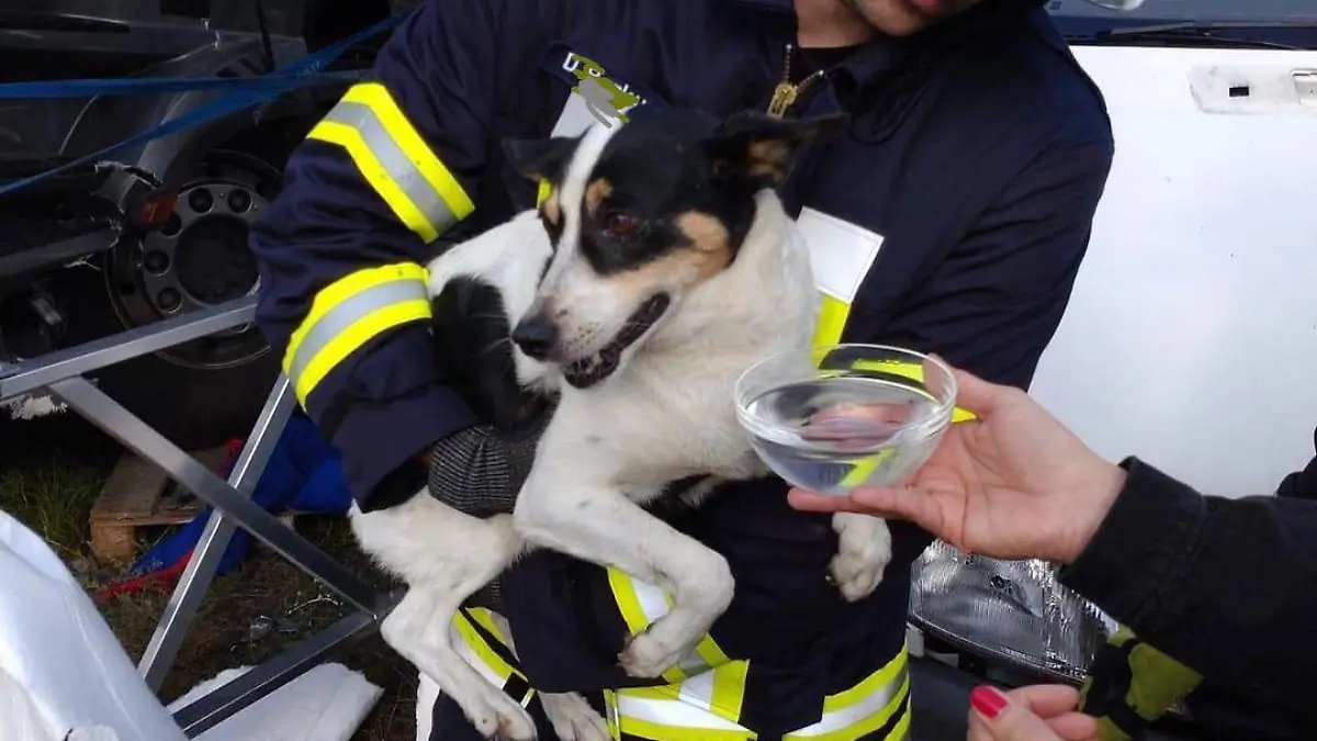 Michendorf Lkw-Unfall mit Hund