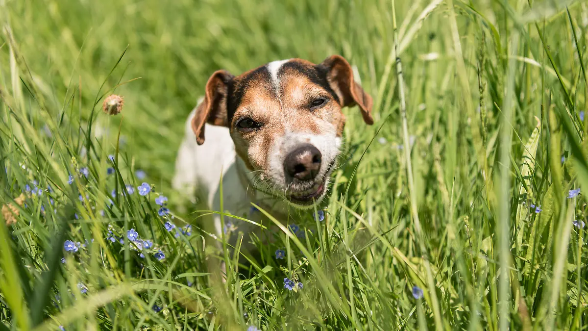 little Jack Russell Terrier dog is eating grass in a meadow. Dog in a spring meadow