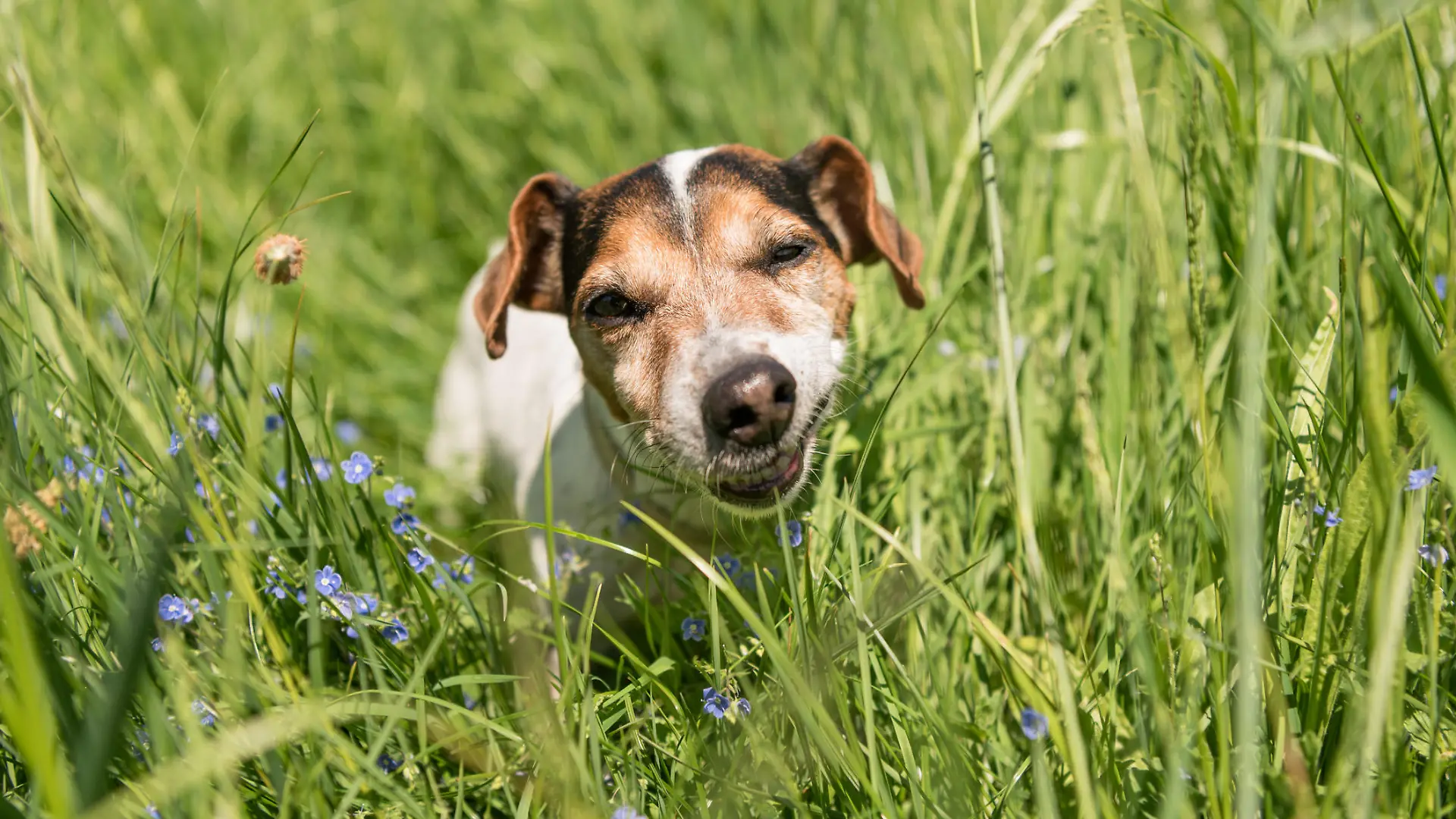 little Jack Russell Terrier dog is eating grass in a meadow. Dog in a spring meadow