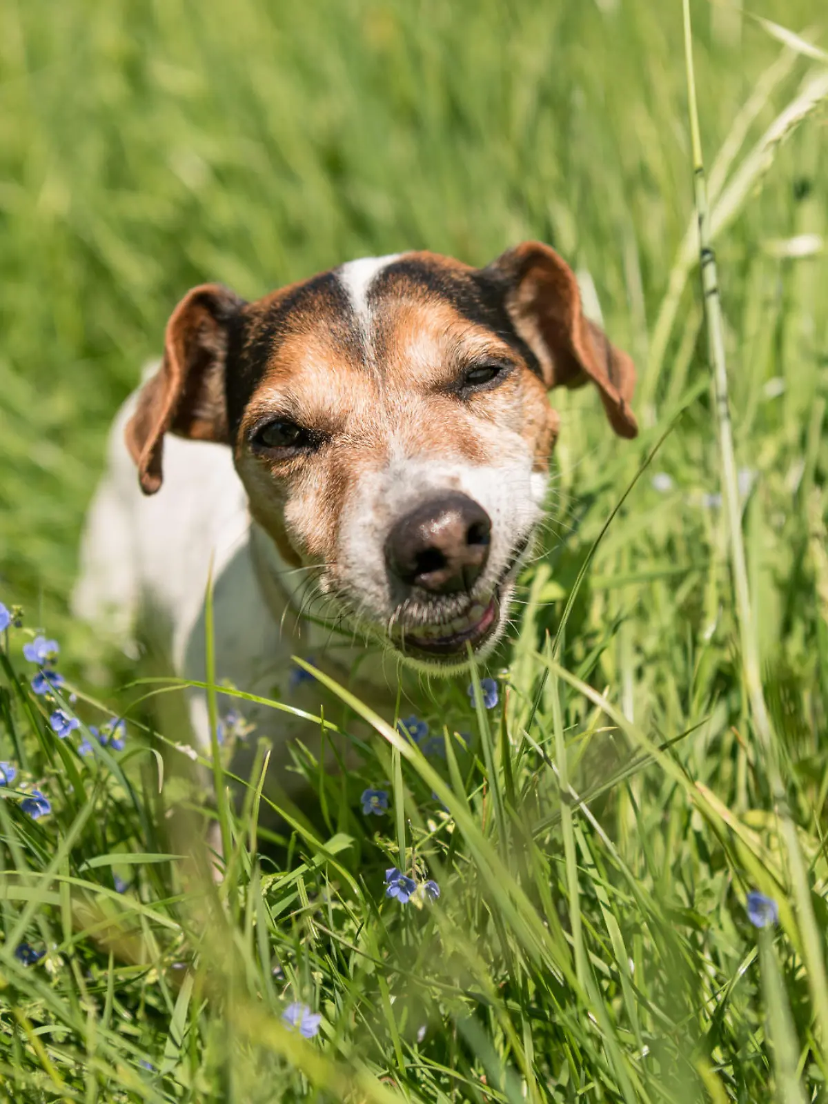 little Jack Russell Terrier dog is eating grass in a meadow. Dog in a spring meadow