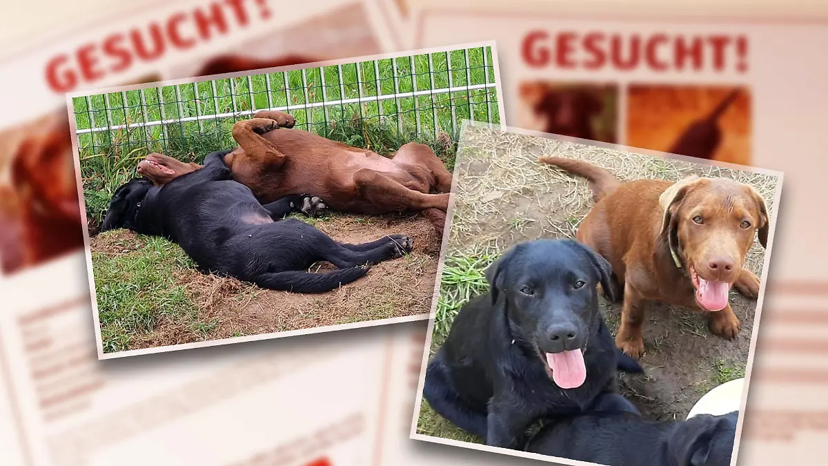 Zwei Labrador-Welpen sollen gestohlen worden sein.