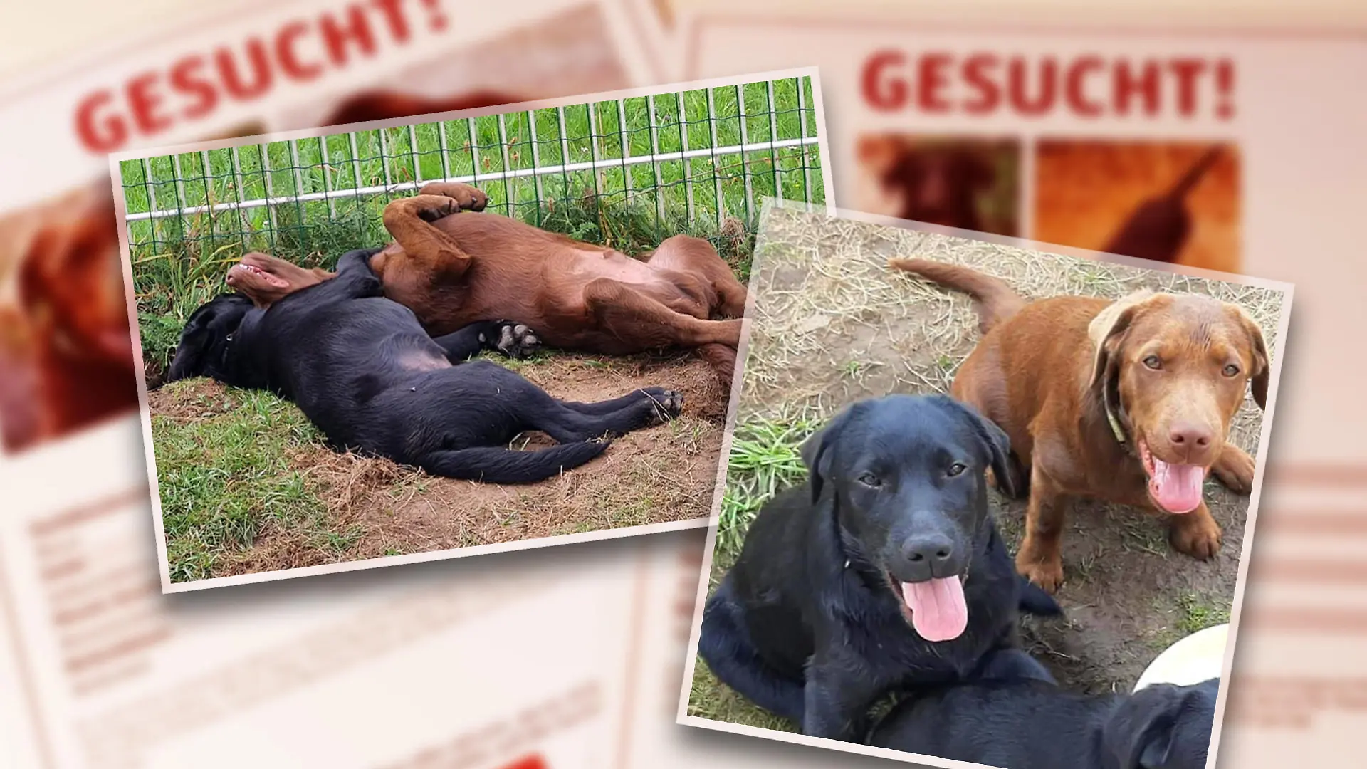 Zwei Labrador-Welpen sollen gestohlen worden sein.