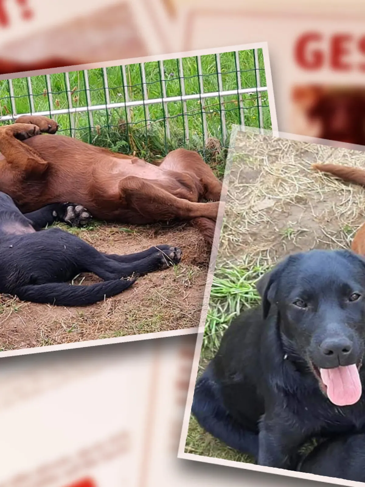 Zwei Labrador-Welpen sollen gestohlen worden sein.