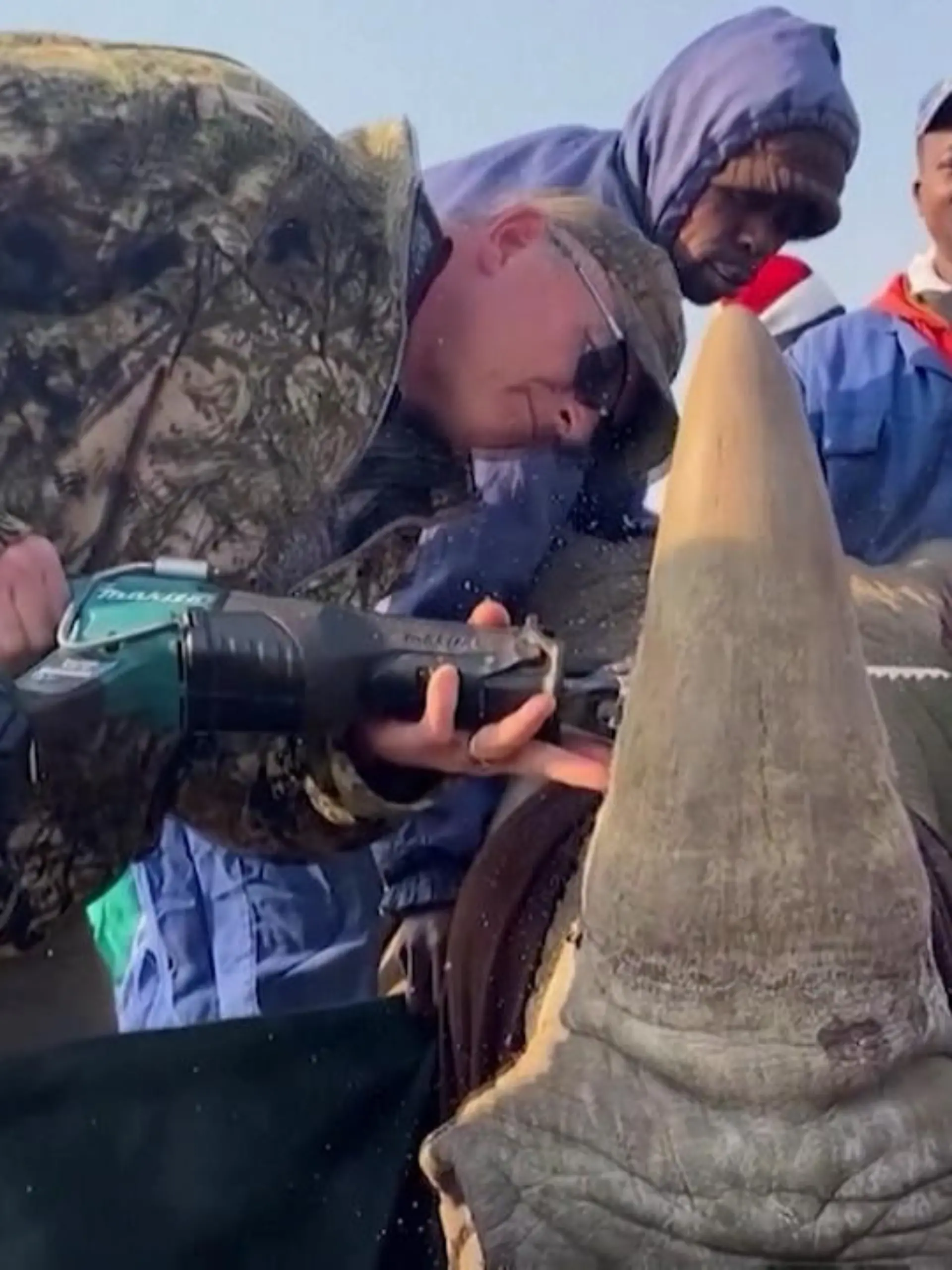 Bild zu: "Nashorn-Züchter verkauft Hörner"