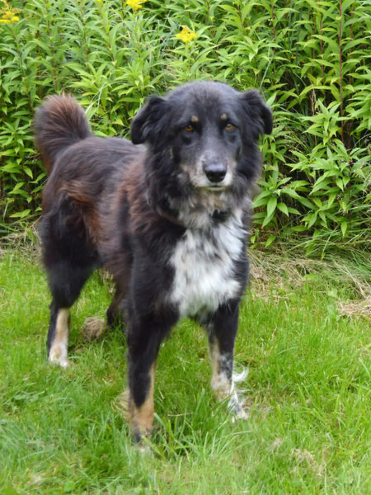 Buddy aus Bremen ist auf der Suche nach einer dauerhaften Bleibe.