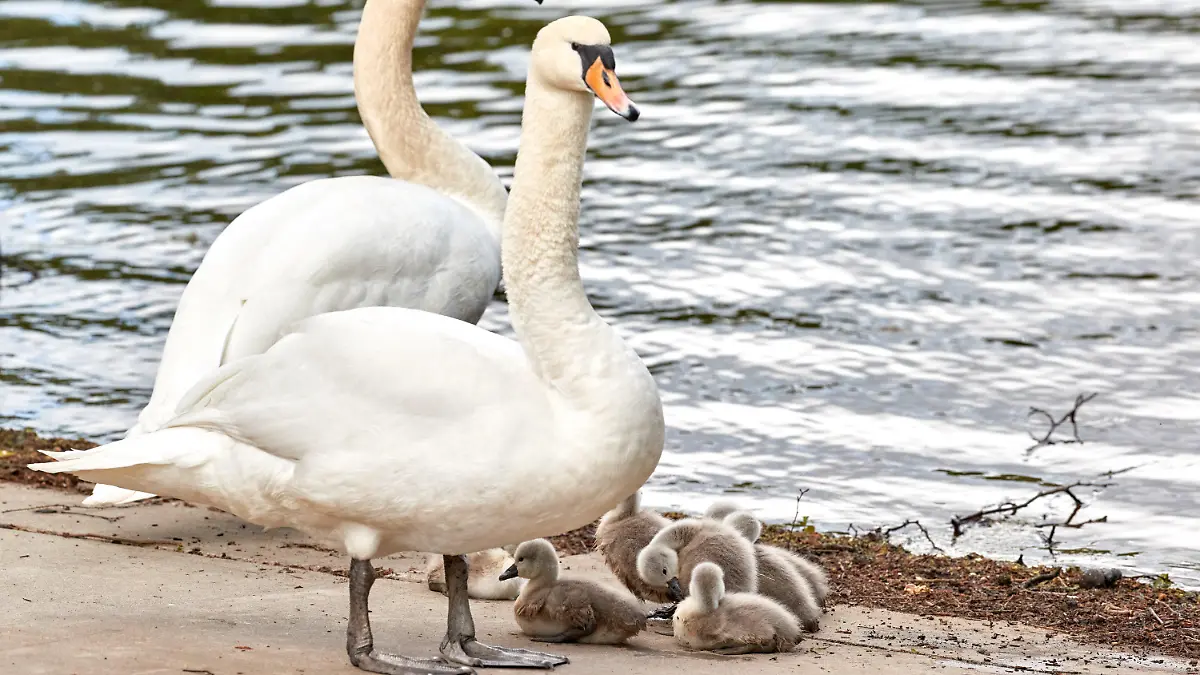 16.05.2023, Hamburg: Die Schwaneneltern und ihre Küken sonnen sich an der Fuhlsbütteler Schleuse am Alsterlauf. Nach einem Winter mit vielen Einschränkungen und Verlusten haben die ersten Hamburger Schwäne nun Nachwuchs bekommen. Foto: Georg Wendt/dpa +++ dpa-Bildfunk +++