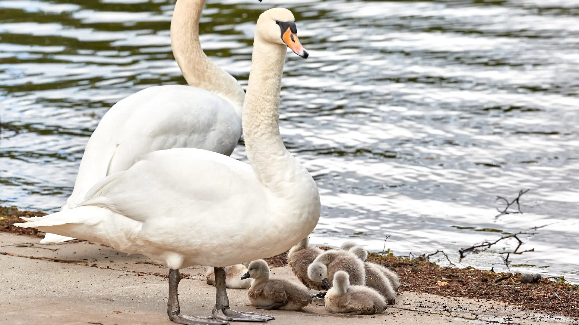 16.05.2023, Hamburg: Die Schwaneneltern und ihre Küken sonnen sich an der Fuhlsbütteler Schleuse am Alsterlauf. Nach einem Winter mit vielen Einschränkungen und Verlusten haben die ersten Hamburger Schwäne nun Nachwuchs bekommen. Foto: Georg Wendt/dpa +++ dpa-Bildfunk +++