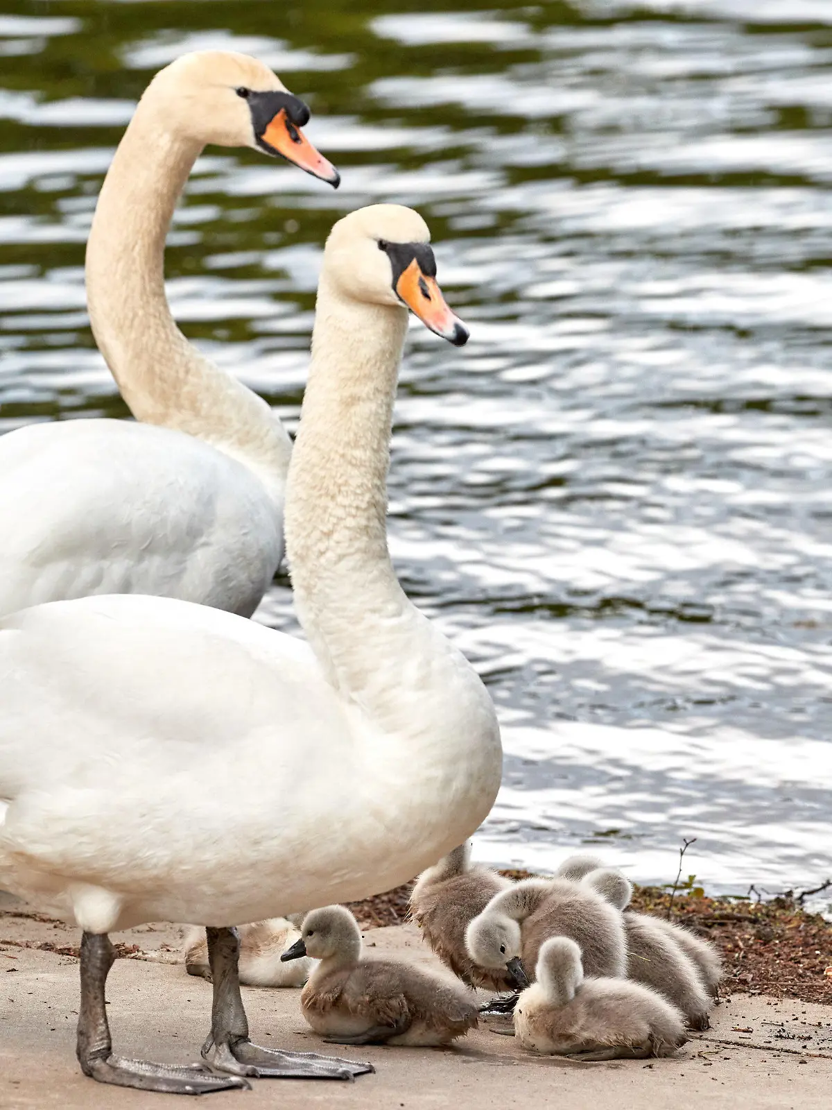 16.05.2023, Hamburg: Die Schwaneneltern und ihre Küken sonnen sich an der Fuhlsbütteler Schleuse am Alsterlauf. Nach einem Winter mit vielen Einschränkungen und Verlusten haben die ersten Hamburger Schwäne nun Nachwuchs bekommen. Foto: Georg Wendt/dpa +++ dpa-Bildfunk +++